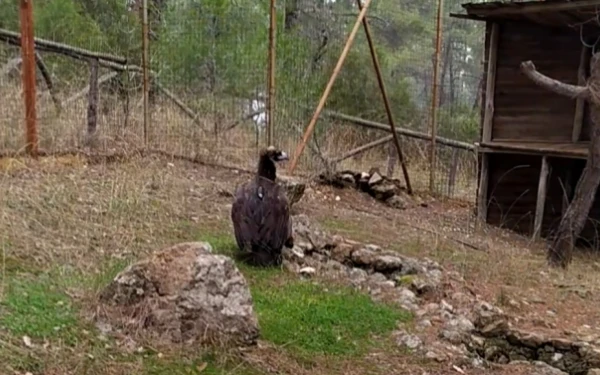 Δαδιά: Ολοκληρώθηκε η εγκατάσταση τεχνητών φωλιών για τον Μαυρόγυπα στο Εθνικό Πάρκο Δαδιάς