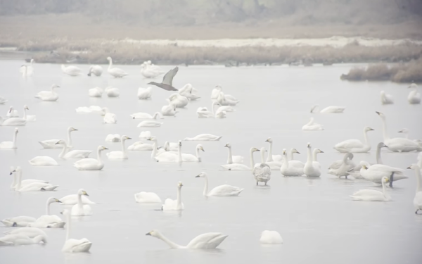 Δέλτα Έβρου: Μοναδικές εικόνες απαράμιλλης ομορφιάς με Φλαμίγκος και Νανόκυκνους - Δείτε βίντεο