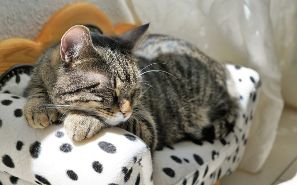 Δήμος Νεάπολης - Συκεών: Τίθενται σε ισχύ οι υποχρεώσεις των ιδιοκτητών ζώων συντροφιάς