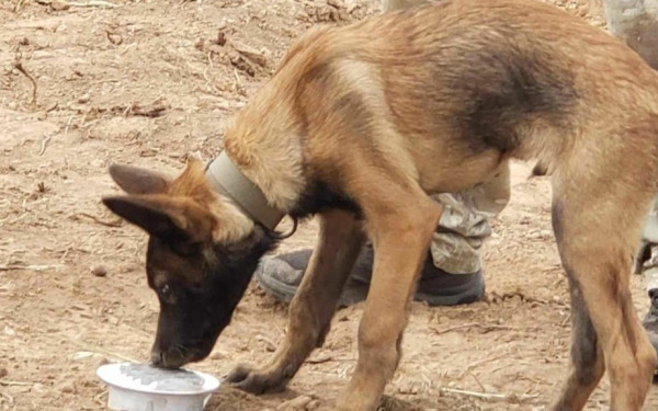Ιωάννινα: 'Εδεσε τον σκύλο του στο φορτηγό του και τον έσερνε