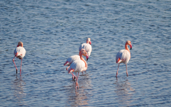 Γαλλία: Εταιρεία κινηματογραφικών παραγωγών κατέστρεψε τις φωλιές και τα αυγά ροζ φλαμίνγκο