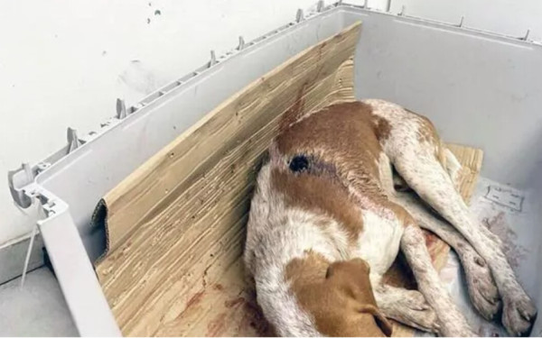 Φρίκη στην Αχαΐα: Πυροβόλησαν κυνηγόσκυλο - Κρίσιμη η κατάστασή του