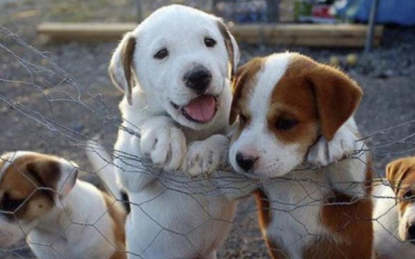 Ημερίδα για τα αδέσποτα στο Δήμο Δέλτα