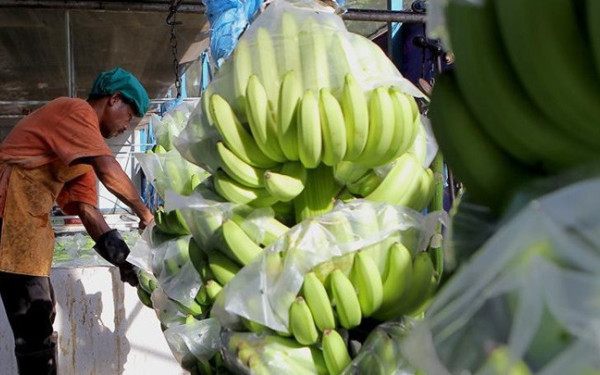 Ρωσία: Μπανάνες από την Ινδία γιατί ο Ισημερινός θα παραδώσει ρωσικό στρατιωτικό εξοπλισμό στις ΗΠΑ