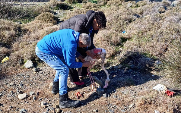 Περαστικοί έσωσαν 2 παγιδευμένα φλαμίνγκο στη Λέσβο (φωτ.)