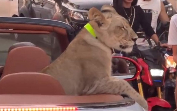Συνελήφθη γιατί έβγαλε βόλτα το λιονταράκι της με την Bentley (βίντεο)