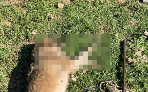 Αττική: Βασάνισαν και θανάτωσαν σκυλίτσα στα Μέγαρα - Την τρύπησαν με μεταλλική βέργα (σκληρές εικόνες)