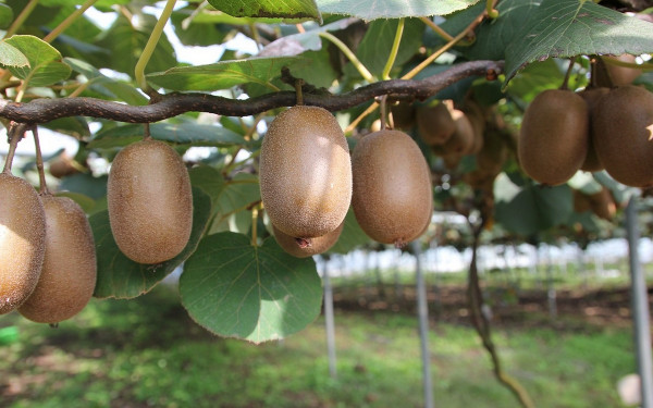 Πέλλα: Οδηγίες της ΔΑΟΚ για τη συγκομιδή και την εμπορία ακτινιδίων