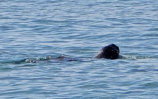 Φώκια «πλατσουρίζει» στα ρηχά σε παραλία της Χαλκιδικής (βίντεο, φωτ.)