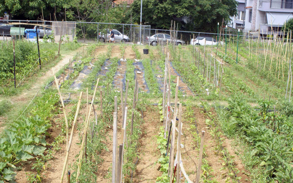 Άρχισαν οι αιτήσεις για τους δημοτικούς λαχανόκηπους στο δήμο Νεάπολης-Συκεών