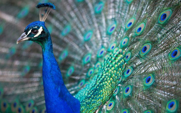 Βόρεια Μακεδονία: Κλειστός ο ζωολογικός κήπος των Σκοπίων