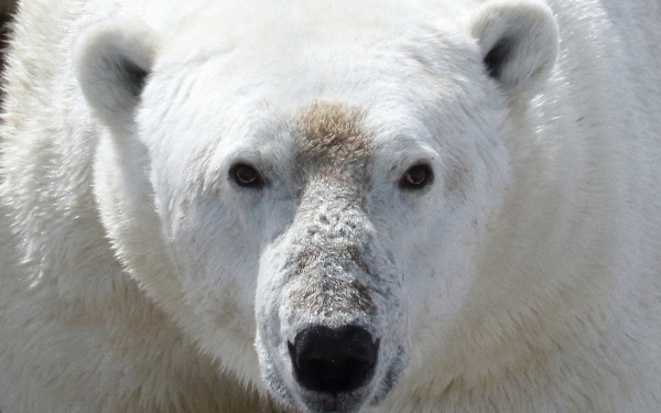 Κλιματική κρίση: Οι πολικές αρκούδες σε κίνδυνο λιμοκτονίας
