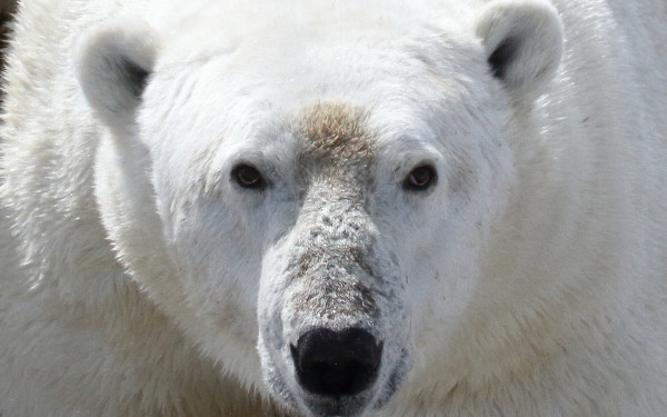 Ρωσία: Τρόμος για οικογένεια στη Σιβηρία μετά από αιματηρή επίθεση πολικής αρκούδας