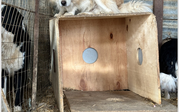 Λητή: Τσουχτερό πρόστιμο σε γυναίκα με 46 σκυλιά (φωτ.)