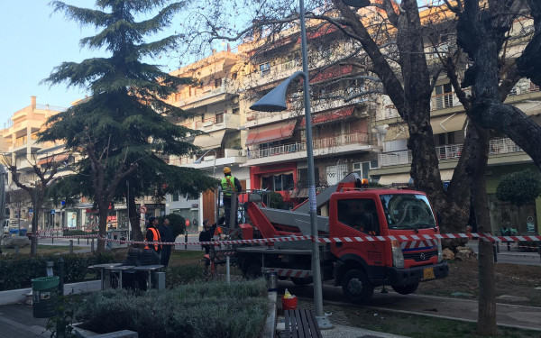 Η Καλαμαριά προσπαθεί να σώσει το ιστορικό πλατάνι της (φωτ.)