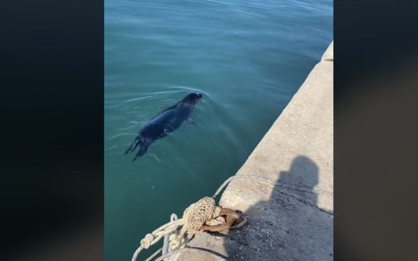 Θεσσαλονίκη: Φώκια κάνει βόλτα στο λιμάνι της Ν. Μηχανιώνας (βίντεο)