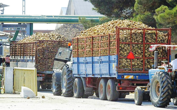 Στην δικαιοσύνη προσφεύγουν οι τευτλοπαραγωγοί, για την αναζωογόνηση της τευτλοκαλλιέργειας