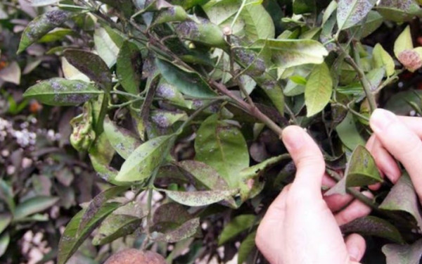 ΥΠΑΑΤ: Επιθετικές δράσεις για την αντιμετώπιση του εντόμου «Μαύρου ακανθώδους αλευρώδους» που πλήττει τις καλλιέργειες