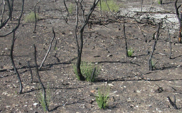 Δήμος Λαγκαδά: Απαγορευτική διάταξη για δημόσιες δασικού χαρακτήρα αναδασωτέες εκτάσεις