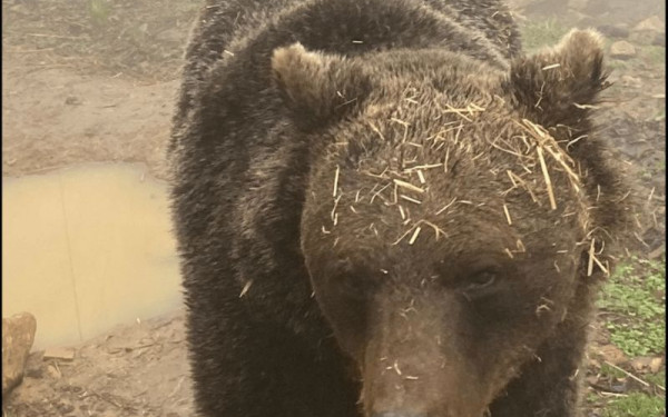 Καστοριά: Αρκουδάκι εμφανίστηκε σε αυλή σχολείου στο Νεστόριο - Δείτε βίντεο