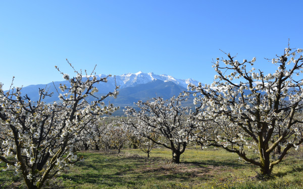 Οι ανθισμένες κερασιές της Πιερίας, το νέο τουριστικό υπερθέαμα της χώρας - Ενέπνευσαν μέχρι και τον Λουντέμη