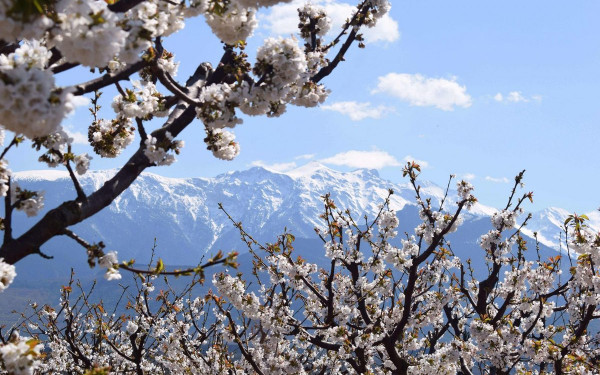 Κατερίνη: «Μιλήστε» με τα...κλικ σας για τις ανθισμένες κερασιές της Πιερίας