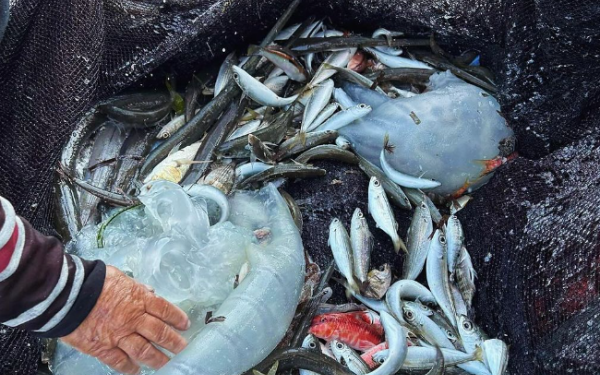 Εντοπίστηκε μέδουσα της Ερυθράς Θάλασσας στη Ρόδο: Η διάμετρός της μπορεί να φτάσει το 1 μέτρο