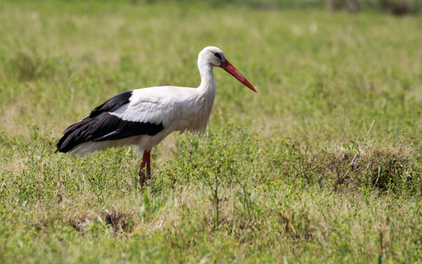 Θεσσαλονίκη: Έφτασαν οι πελαργοί στο Εθνικό Πάρκο Δέλτα Αξιού - Δείτε φωτογραφίες