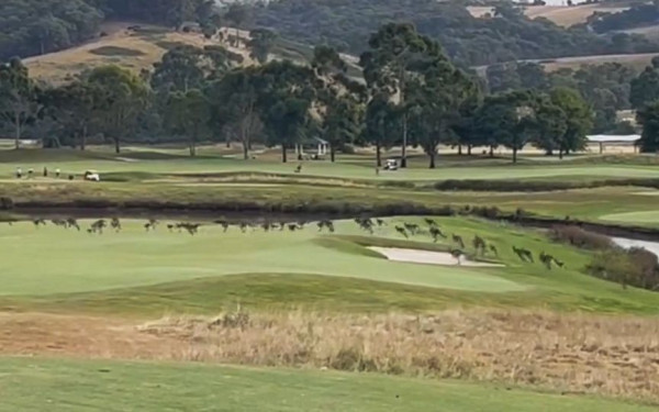 Αυστραλία: Αφηνιασμένα καγκουρό εισέβαλαν σε γήπεδο γκολφ (βίντεο)