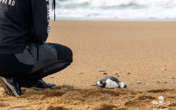 Σήμα κινδύνου για τα μεταναστευτικά παρυδάτια πουλιά από την Ελληνική Ορνιθολογική Εταιρία