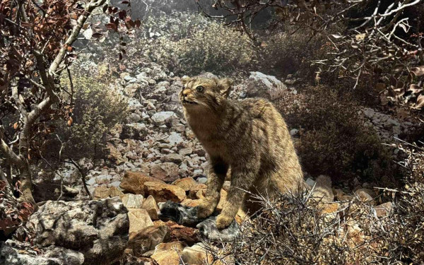 Το μόνο αποκλειστικά σαρκοφάγο ζώο της Κρήτης: Ο Αγριόγατος