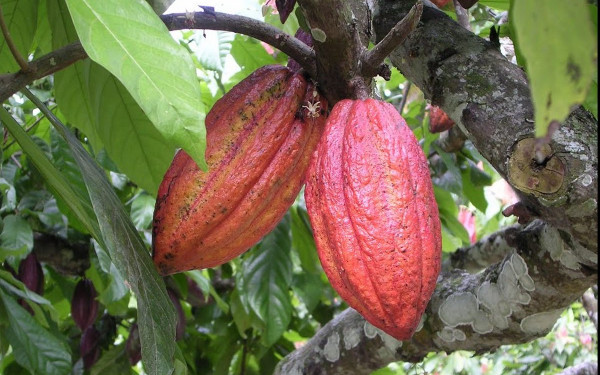 Ιστορικό ρεκόρ: Το κακάο έγινε πιο ακριβό από τον χαλκό