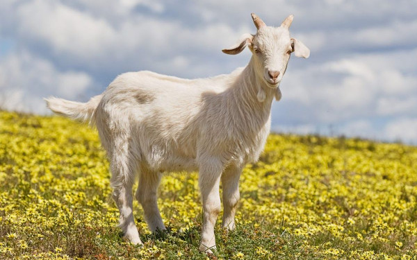 Απίστευτη κτηνωδία στην Ικαρία: Κρέμασαν κατσίκα σε δέντρο - Γέμισαν τα σωθικά της με κλαδιά και αγριόχορτα (βίντεο)