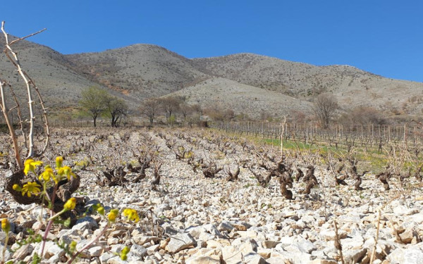 Magoutes Winery: Πάνω στα χνάρια της Σιατιστινής αμπελο-οινικής παράδοσης