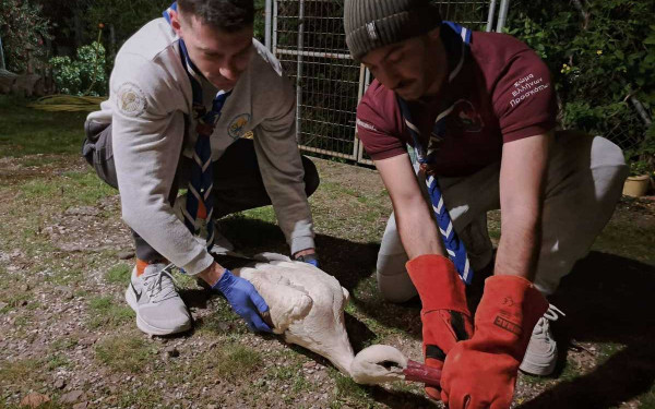 Μυτιλήνη: Διάσωση πελαργού στην Καλλονή (φωτ.)