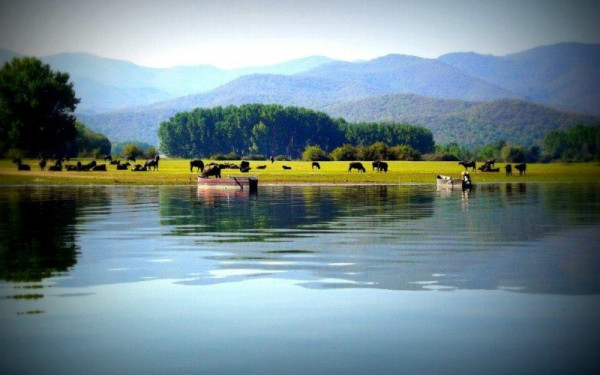 Νεκρά ψάρια εμφανίστηκαν στη λίμνη Κερκίνη