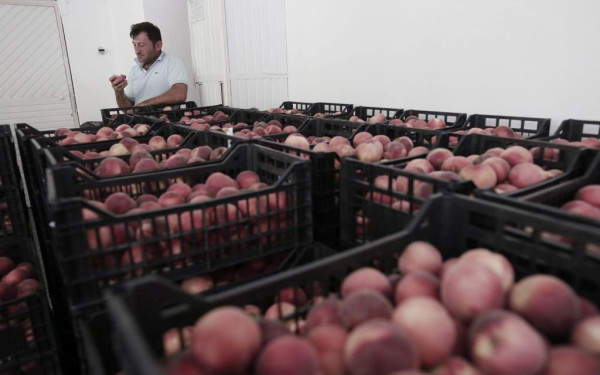 Στη Σερβία βάφτιζαν ελληνικά ροδάκινα ως σερβικά και τα πουλούσαν στη ρωσική αγορά 