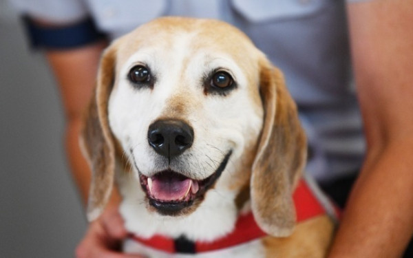 Θεσσαλονίκη: Πρώτες βοήθειες σε ζώα, επιδείξεις εκπαιδευμένων σκύλων και δράσεις προστασίας αδέσποτων στα σχολεία της Κ.Μακεδονίας