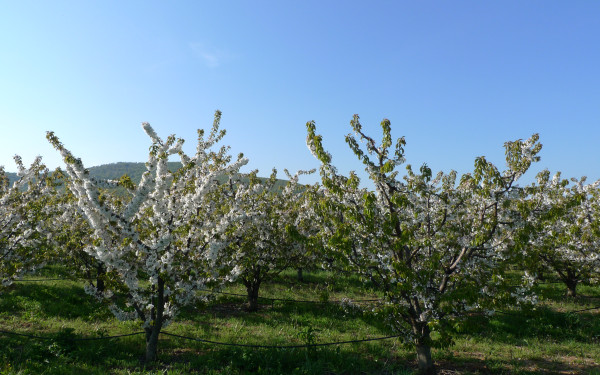 Περπατώντας στον κάμπο της Πέλλας τον καιρό που αλλάζει χρώματα