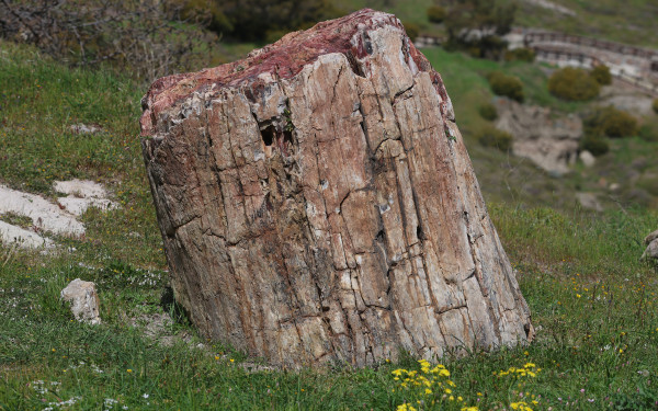 Ξενάγηση στο ανοιξιάτικο πάρκο του απολιθωμένου δάσους της Λέσβου (φωτ.)