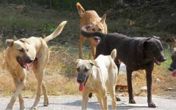 Θεσσαλονίκη: Ειδικό πρόγραμμα για την ορθή διαχείριση των αδέσποτων στο επιχειρηματικό πάρκο της Σίνδου