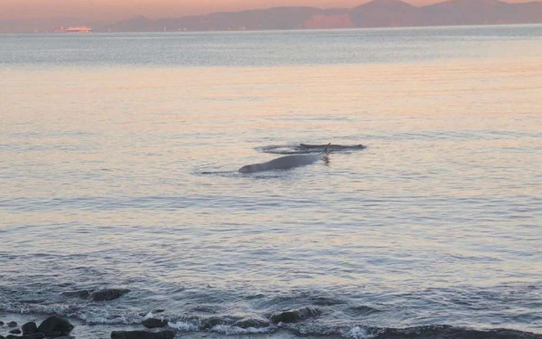 Φάλαινα «φυσητήρας» έκανε... βόλτα σε παραλία της Εύβοιας - Δείτε βίντεο