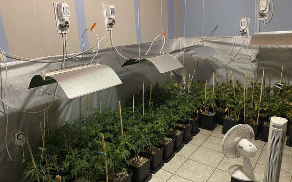 Θεσσαλονίκη: Συνελήφθησαν με  347 δενδρύλλια κάνναβης και 67,2 γραμμάρια κοκαΐνης- Δείτε φωτογραφίες