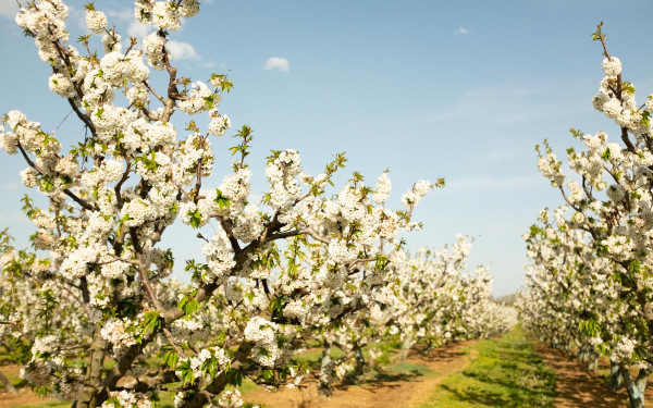 Οι ανθισμένες κερασιές της Πέλλας ανταγωνίζονται το ιαπωνικό Χανάμι (φωτ.)