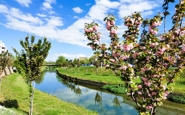 Άνοιξη με τις 70 ανθισμένες κερασιές στα Τρίκαλα - Δείτε μαγικές εικόνες