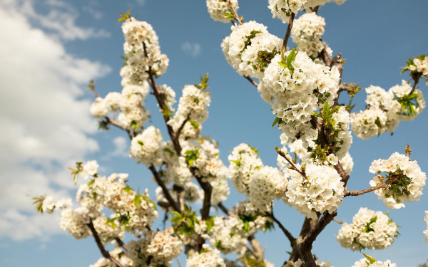 Θεσσαλονίκη: Το campus του ΑΠΘ γίνεται μεγάλο αστικό πάρκο στο κέντρο της πόλης (ηχητικό)
