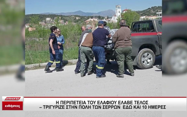 Σέρρες: Ελάφι περιφερόταν για δέκατη ημέρα στην πόλη (βίντεο) Σέρρες: Ελάφι περιφερόταν για δέκατη ημέρα στην πόλη (βίντεο)