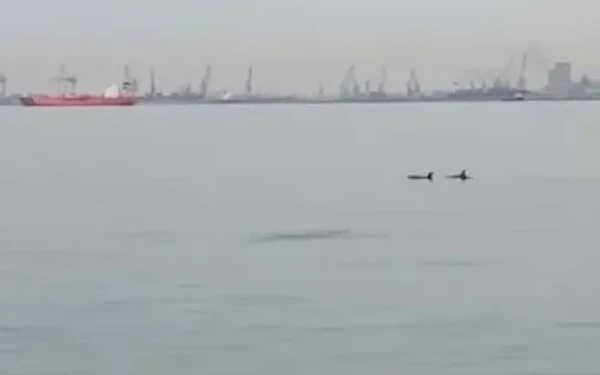 Θεσσαλονίκη: Δελφίνια κολυμπάνε στον Θερμαϊκό - Δείτε βίντεο