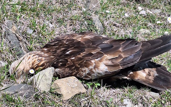 Ιωάννινα: «Έσπειραν» δολώματα στην Αετομηλίτσα - Δηλητηρίασαν πουλιά, μία αλεπού και έναν χρυσαετό (βίντεο, φωτ.)