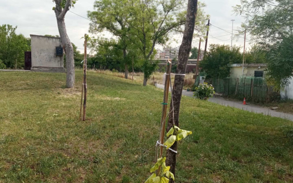 Εύοσμος: Άγνωστοι κατέστρεψαν δέντρα που φύτεψαν μαθητές και αστυνομικοί για τα θύματα των Τεμπών (φωτ.)